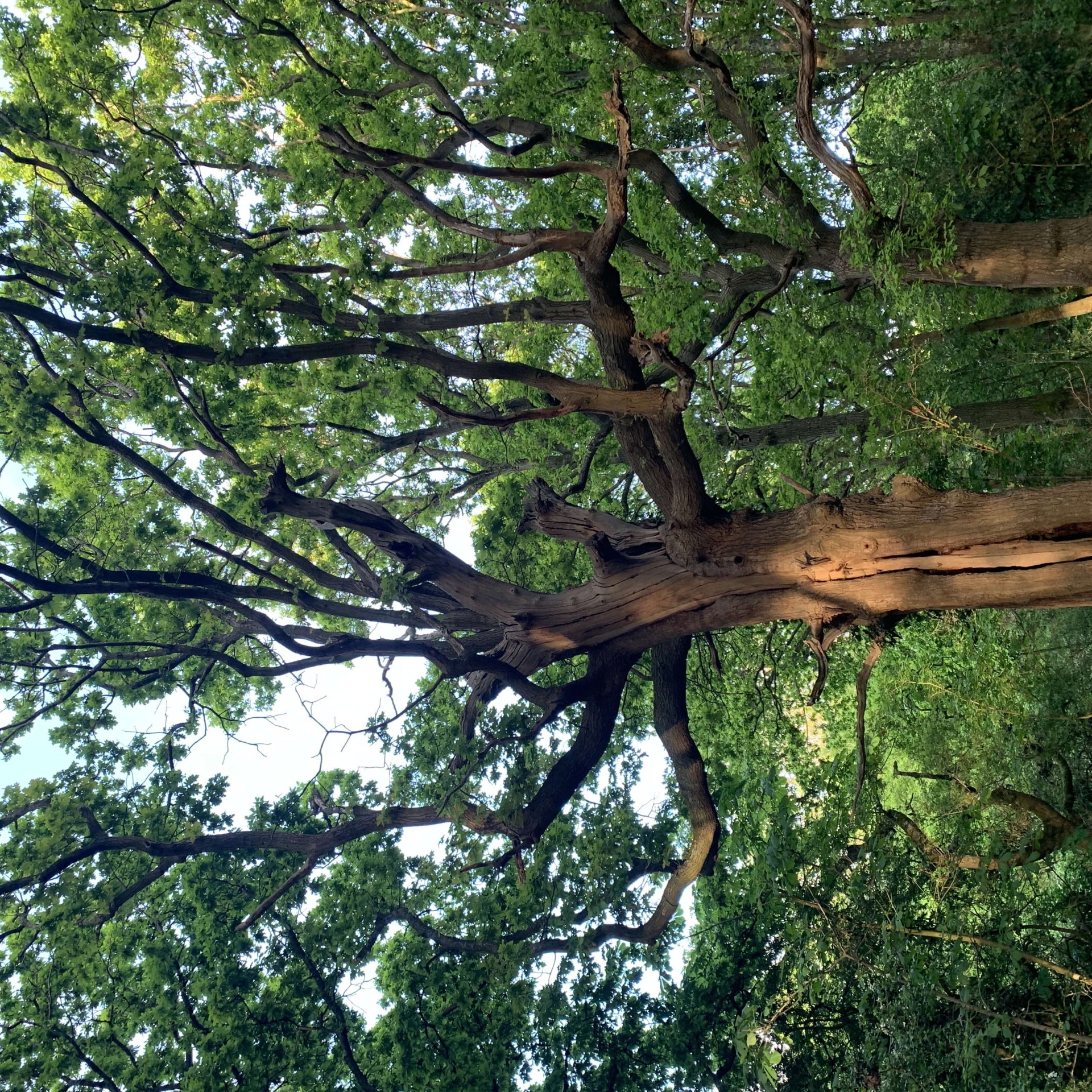 Wild Structures: Writing the Welsh Harp